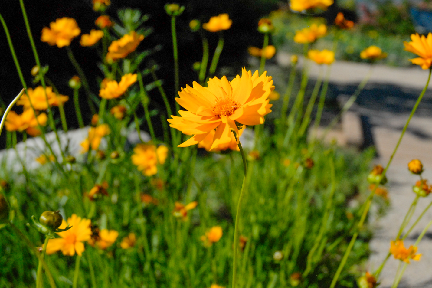 Early Sunrise Coreopsis